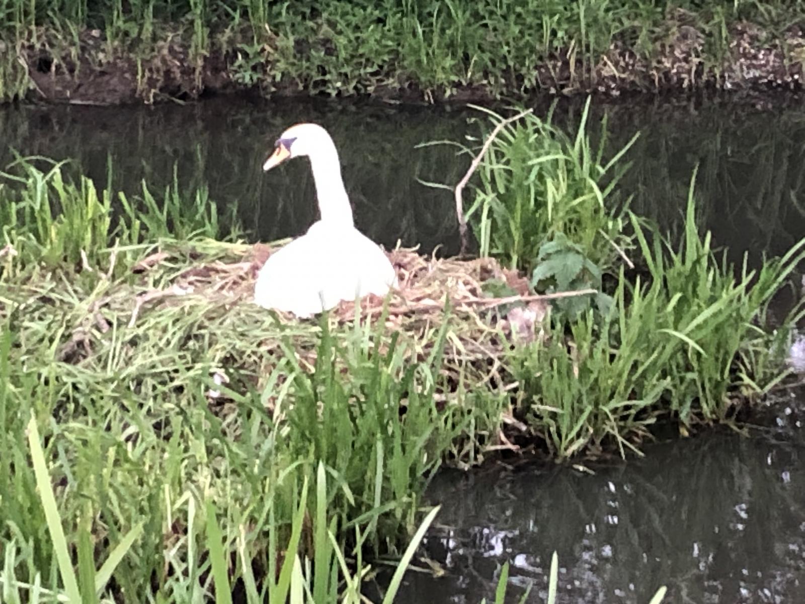 Serene swan on Great Brook